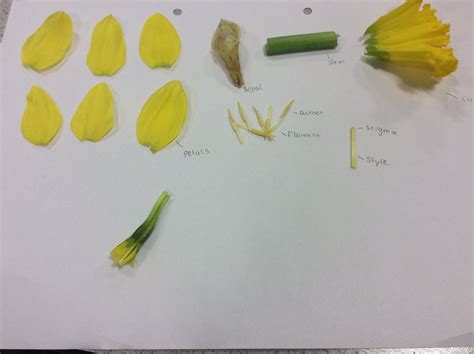 plant dissection daffodil plant dissection daffodils botany