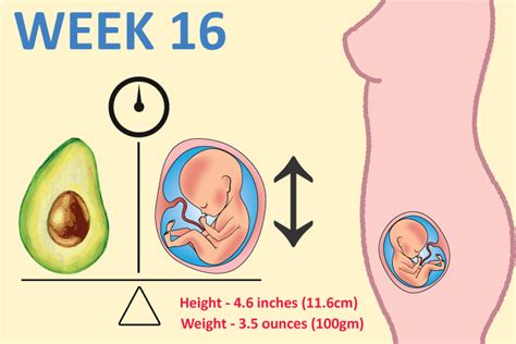 week pregnancy symptoms baby development tips  body