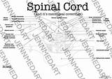 Spinal Cord sketch template