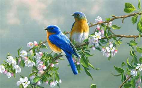 flowers  flower lovers flowers  birds beautiful wallpapers