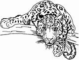 Leopard Léopard Authentique Coloriages Colouring Getdrawings Leopards sketch template