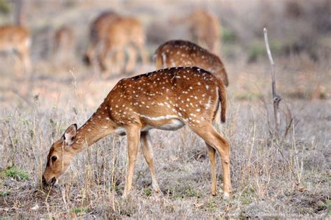 inland hunting properties chital deer hunting