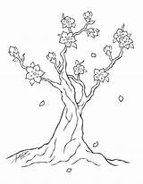 Cherry Blossom Coloring Tree Printable Library Clipart Line sketch template