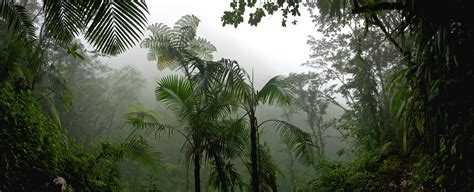tropical rain forest jungle  stock photo public domain pictures