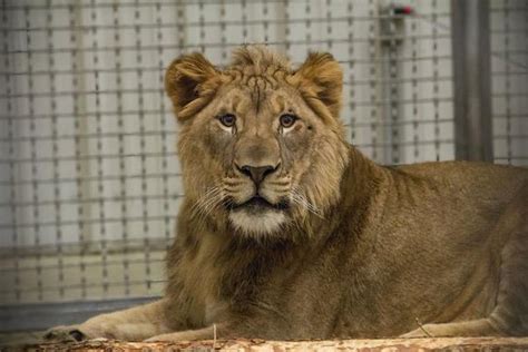 colorado springs zoo adds male lion  cheyenne mountain pride