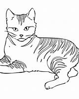 Coloring Cat Pages Kids Angry Pet Craft sketch template