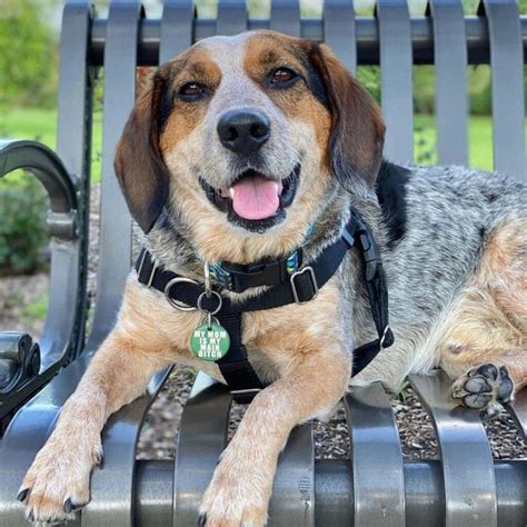 blue heeler beagle mix  complete breed guide   beagle cattle