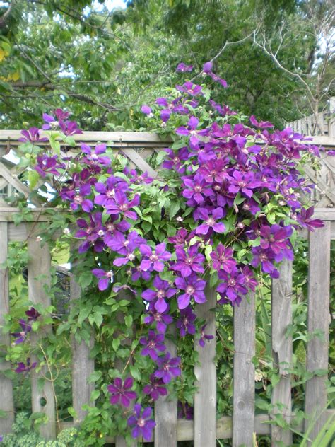 mad dogs  englishmen lets talk clematis
