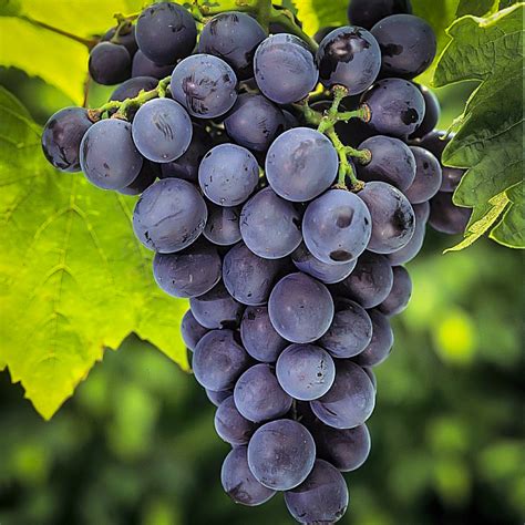 concord grape vines  sale  tree center