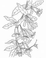 Coloring Pages Flower Vine Flowers Wild Trumpet Adult Color American Dover Botany Book Drawing Printable Wildflowers Wildflower Doverpublications Damian Lillard sketch template