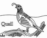 Quail Drawing Realistic Coloring sketch template