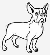 Bulldog Perros Bulldogs Frances sketch template