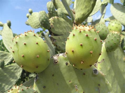 prickly pear  knight  deviantart