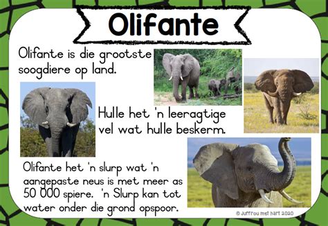 die groot gedagte  lasopatheme