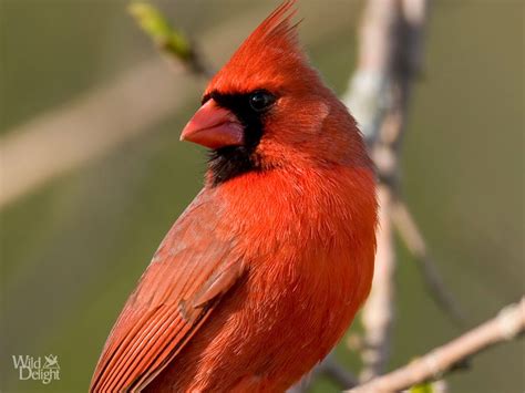 cardinal wild delightwild delight