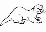 Loutre Nutria Colorier Otter Coloriages Gratuit sketch template