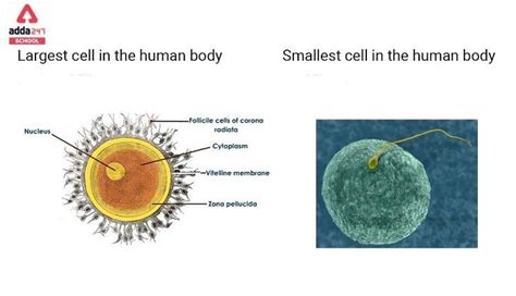 largest cell   human body