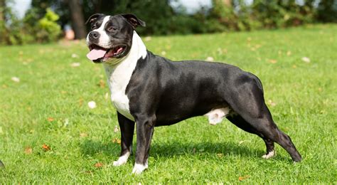 american staffordshire terrier  muscular breed   surprisingly