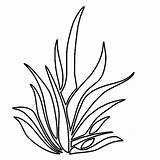 Grass Mewarna Serai Seaweed Daun Clipartmag Colorluna Lemon sketch template