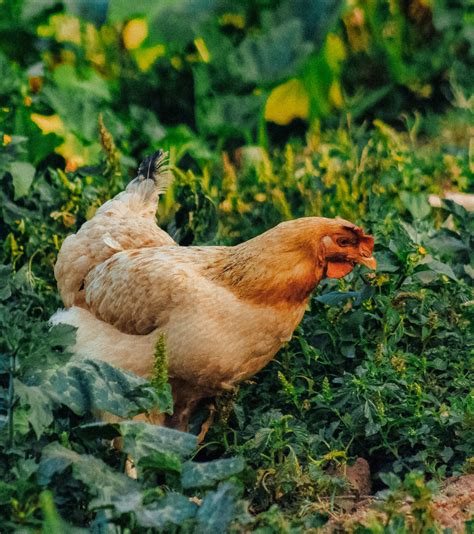 herbs to keep backyard chickens healthy pioneer thinking