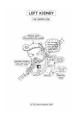Urinary Anatomist Comical sketch template