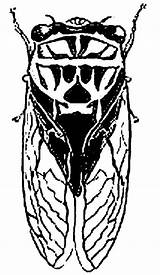 Cicada Coloring Pages Cigale Dessin Drawing Printable Cicadas Getdrawings Line Color sketch template