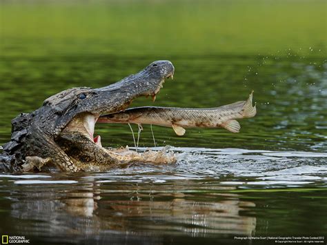 reversing extinction   alligator gar reversing extinction