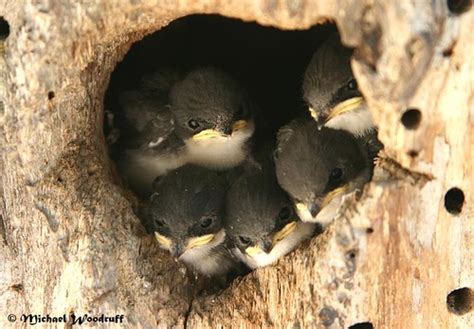 tree swallow nest hole       cuties flickr