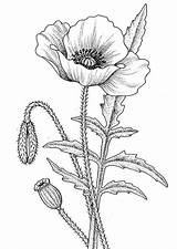 Poppy Drawing California Line Drawings Flower Coloring Sketches Kids Draw Kidsplaycolor Awesome sketch template