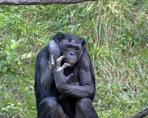 bonobo psychology wiki fandom powered by wikia