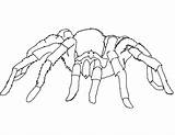 Spider Coloring Pages Widow Printable Kids Tarantula sketch template