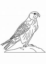 Falcon Coloring Bird Peregrine Pages Netart Wild Getcolorings sketch template