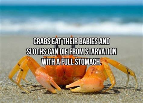 These Facts Are Not So Fun 15 Pics