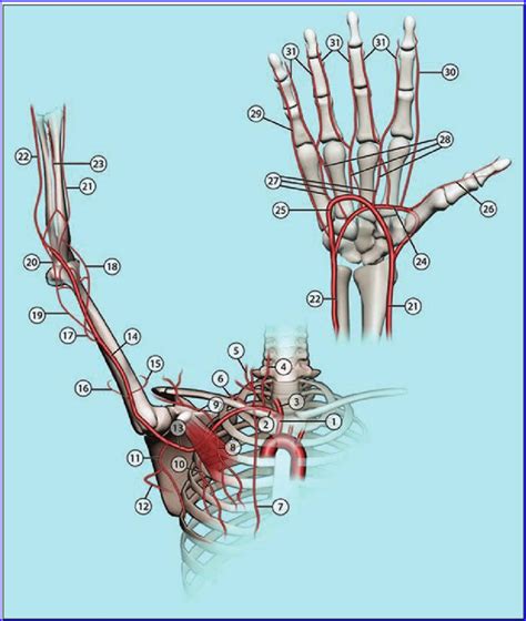 drawing shows normal arterial anatomy  upper extremity  hand   scientific