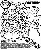 Coloring Crayola Wisteria Pages sketch template