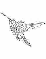 Coloring Hummingbird Pages Popular Books Coloringhome Categories Similar sketch template