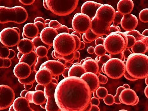 avoiding anemia boost  red blood cells amac  association