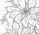 Poinsettia Christmas Coloring Outline Flower Drawing Clipart Clip Library Popular sketch template