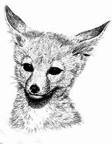 Foxes Fennec Colouring Netart sketch template