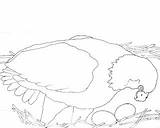 Bald Eagle Eggs Coloring Nest Nesting Arnold Caroline Books Paperblog Eagles Time Two Lay sketch template