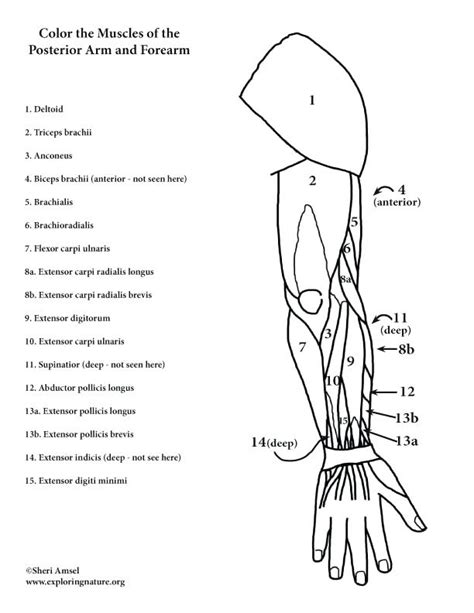 anatomy coloring pages muscles