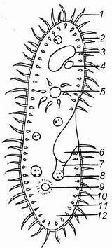Paramecium Biology Protista Grade Reino Biologycorner Theblog sketch template