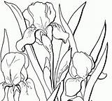 Coloring Iris Adult Flower Floral Pages Flowers Fairy Irises Drawing Graphics Drawings Thegraphicsfairy Printable Book Clipart Outline Line Library Clip sketch template