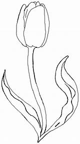 Bunga Tulip Mewarnai Tulips Tisu Kataucap Kering Tk 1116 sketch template