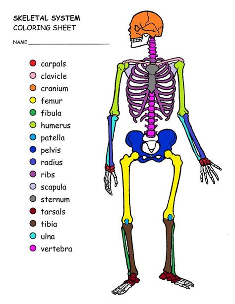 anatomy coloring pages bones febi art