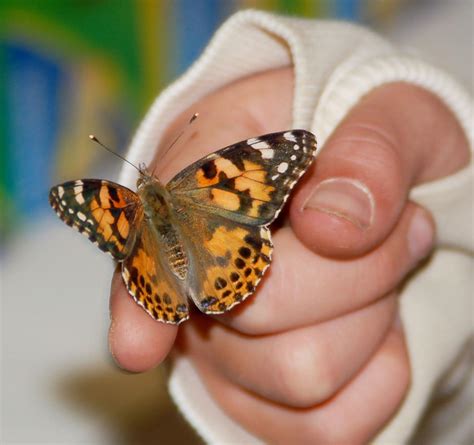 hand insect lore offers butterflies  insects   raise  home lifestyle