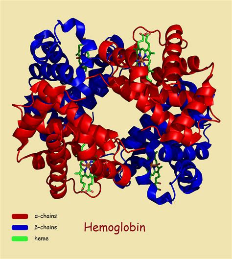 hemoglobin ac reason   test   science