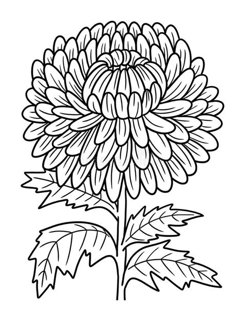 chrysanthemum flower coloring page  adults stock vector