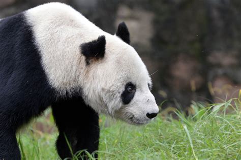World S Oldest Male Giant Panda Pan Pan Dies In China
