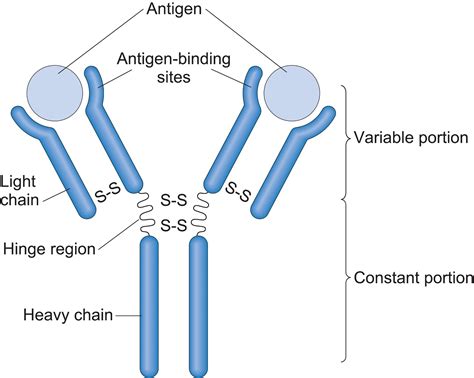 structure   antibody